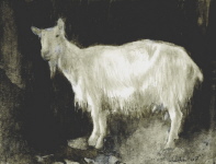 Weissziege, 2010,16,5/22 cm
